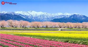 Tour Nhật Bản Thiết Kế Đặc Biệt 2026: Bộ Tứ Mùa Xuân